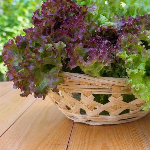 Salata Lollo Rosso za 2 osobe (300 g)